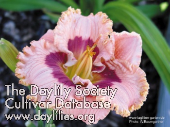 Daylily Halloween in Pink